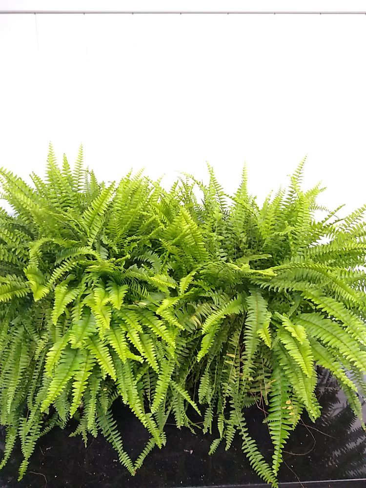 Boston Fern 