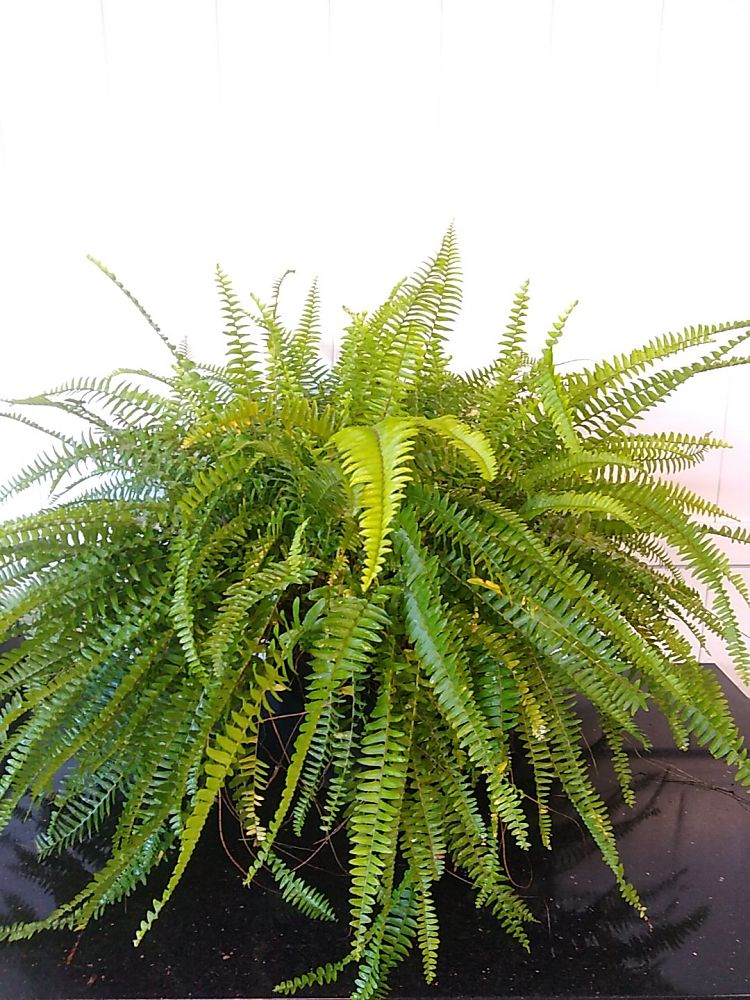 Boston Fern | PlantVine