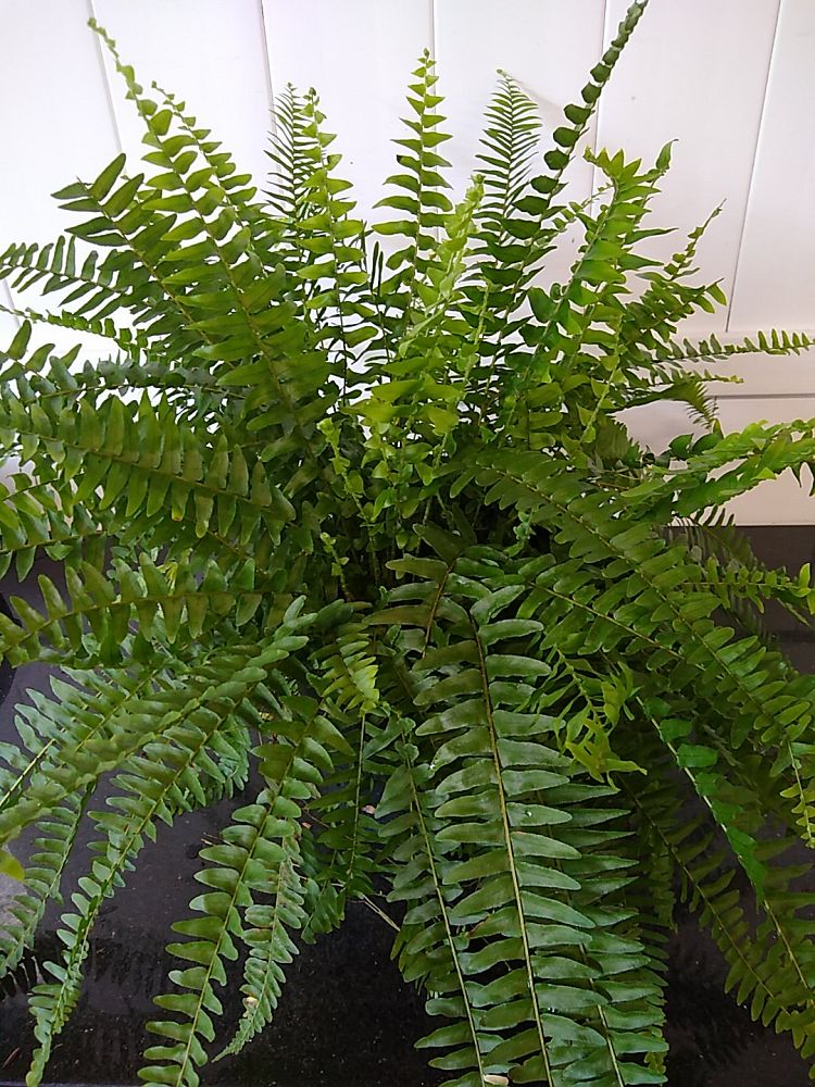 Boston Fern | PlantVine