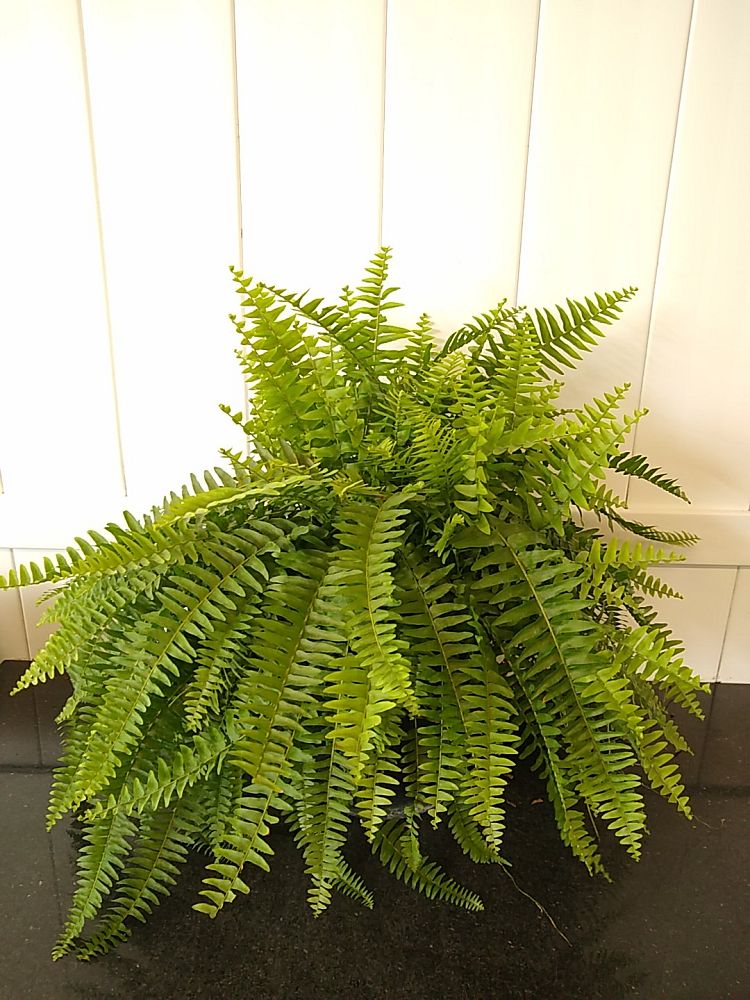 Boston Fern | PlantVine