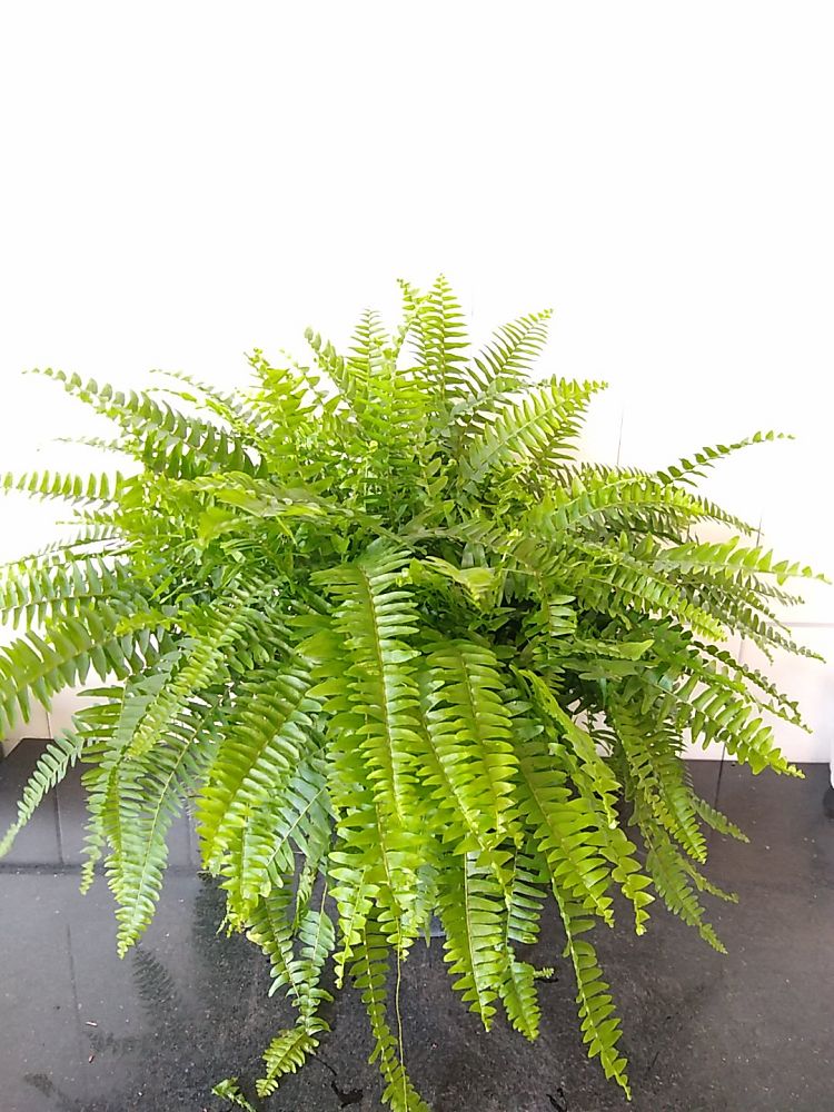 Boston Fern | PlantVine