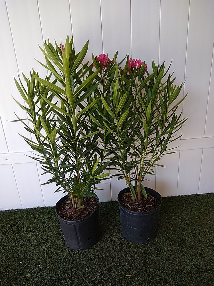 Oleander ‘Calypso’ | PlantVine