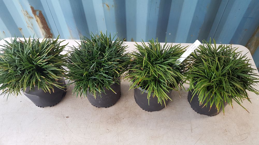 Dwarf Mondo Grass | PlantVine