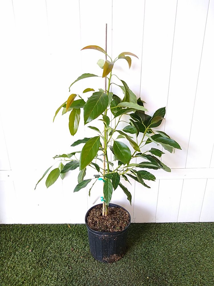 Persea americana ‘Hass’, Avocado | PlantVine