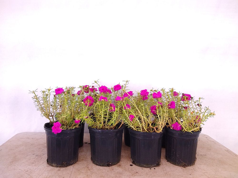 Portulaca Combo 40 varietys (Moss rose, moss rose purslane, Mexican rose,  sun rose, rock rose,table rose) - Jiffy Plants