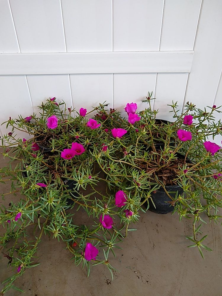 Portulaca Combo 40 varietys (Moss rose, moss rose purslane, Mexican rose,  sun rose, rock rose,table rose) - Jiffy Plants