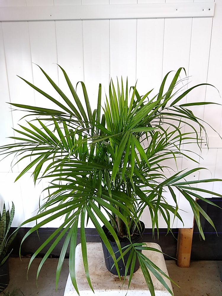 Buy Ravenea rivularis, Majesty Palm | Free Shipping over $100