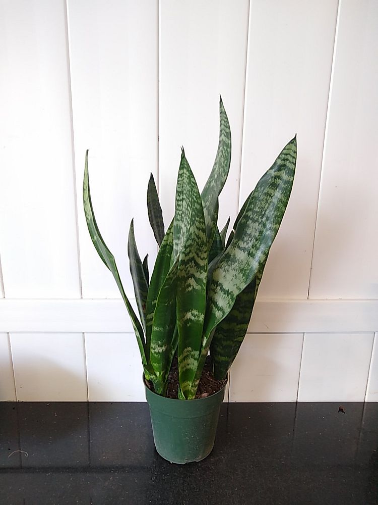 Sansevieria trifasciata ‘Black Coral’ | PlantVine