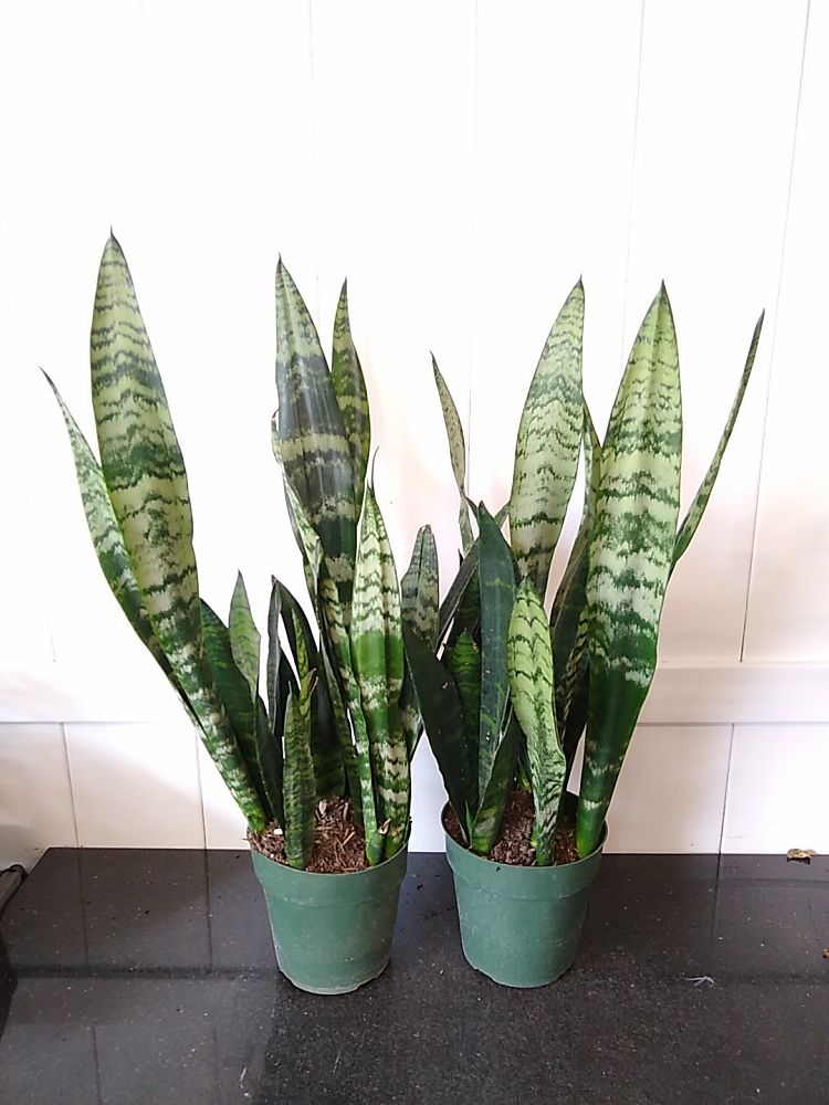 Sansevieria trifasciata ‘Black Coral’ | PlantVine