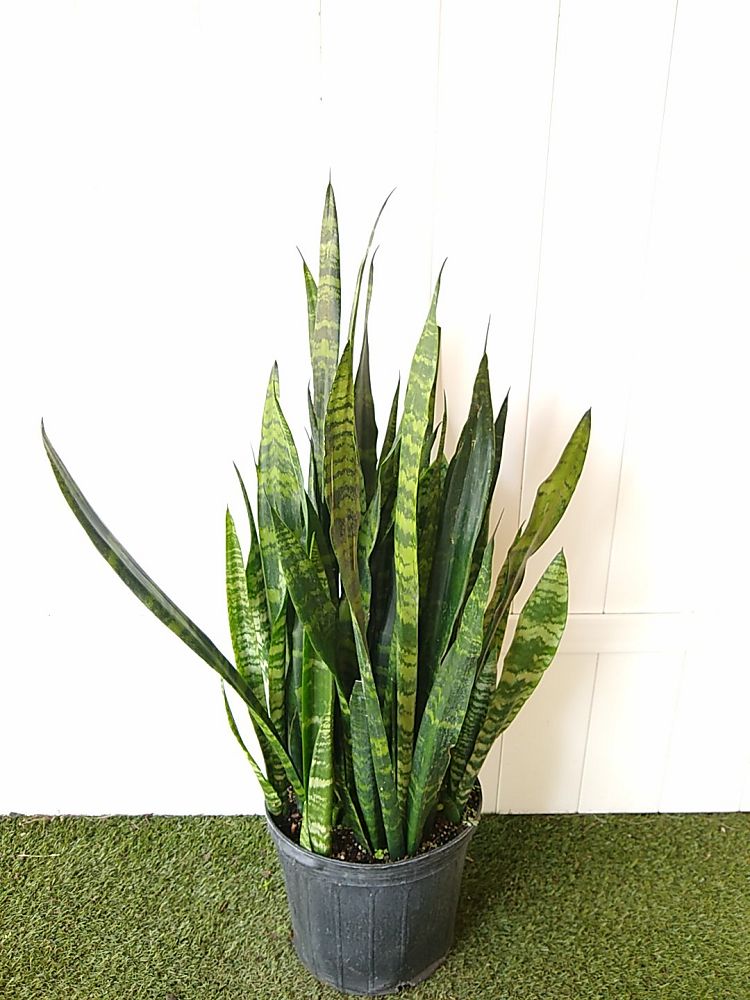 Sansevieria trifasciata ‘Black Coral’ | PlantVine