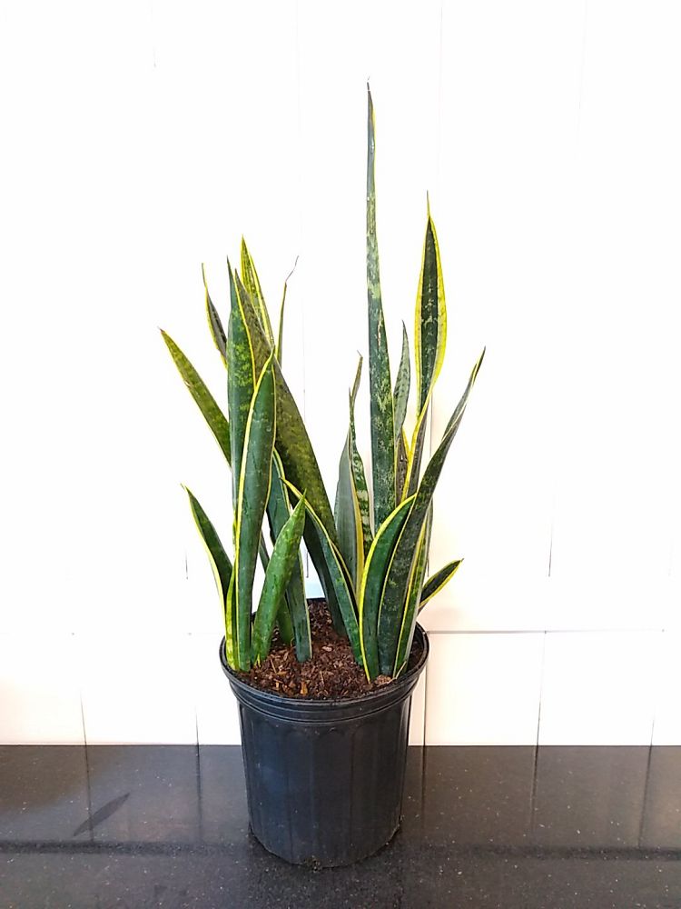 Sansevieria trifasciata ‘Black Gold’ | PlantVine