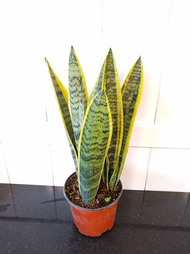 Buy Sansevieria Trifasciata 'Laurentii' | Large Snake Plant