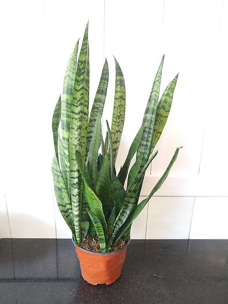 Sansevieria zeylanica | PlantVine