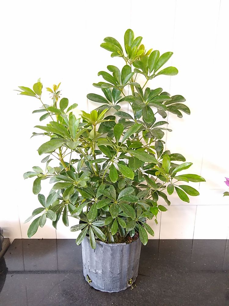 Green Dwarf Umbrella Tree | PlantVine