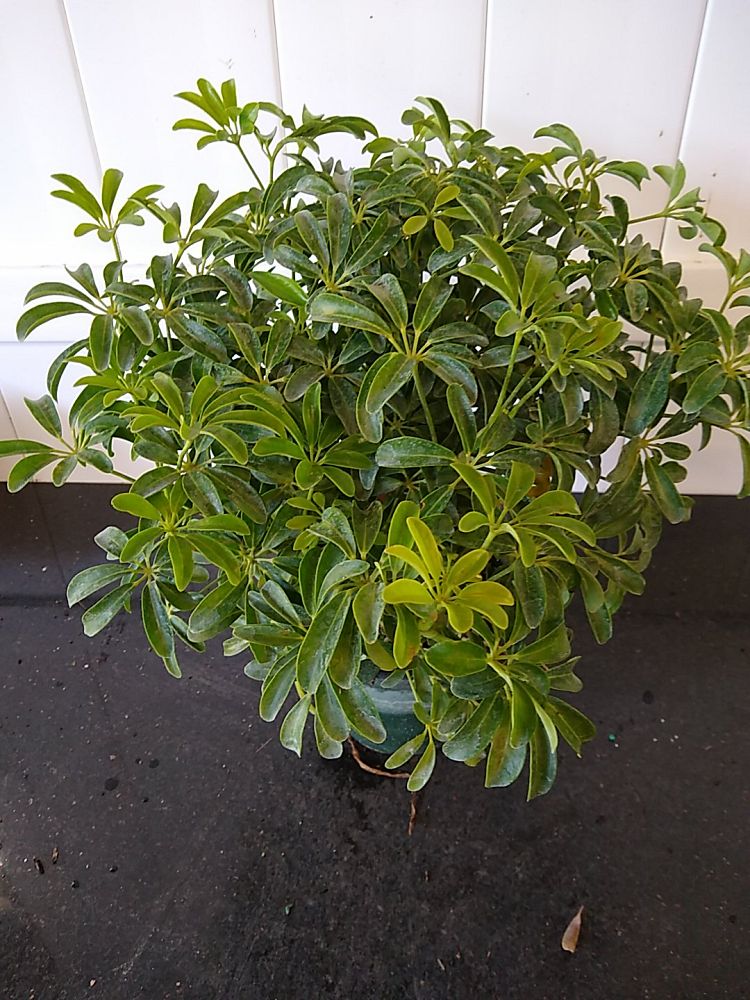 Schefflera arboricola ‘Compacta’, Dwarf Umbrella Tree | PlantVine