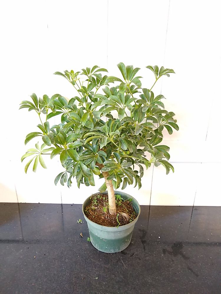 Schefflera arboricola ‘Compacta’, Dwarf Umbrella Tree | PlantVine