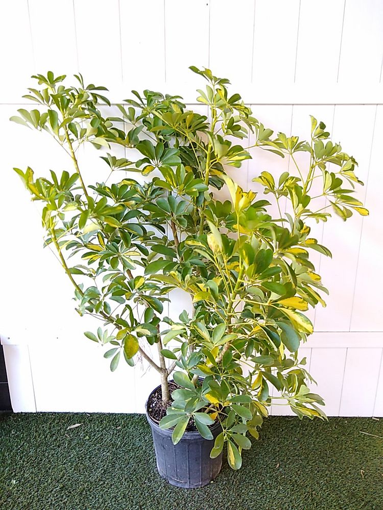 Schefflera Arboricola Gold Capella Piante Vere H 75-85 cm Vaso Ø 19 cm