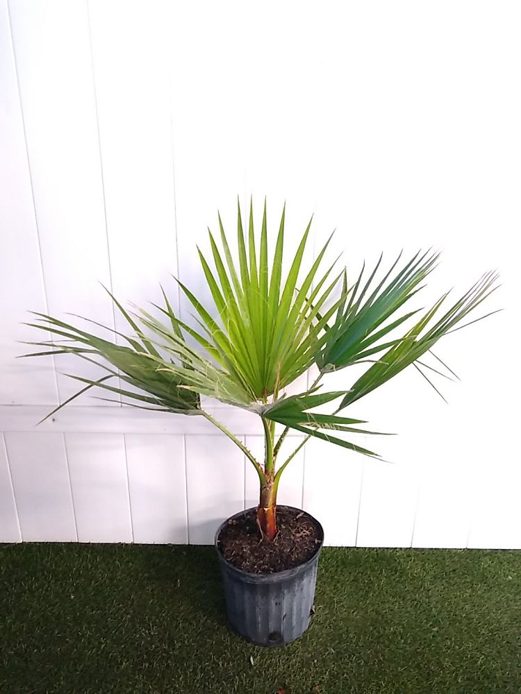 Order Washington Palm Online | Mexican Fan Palm Plant