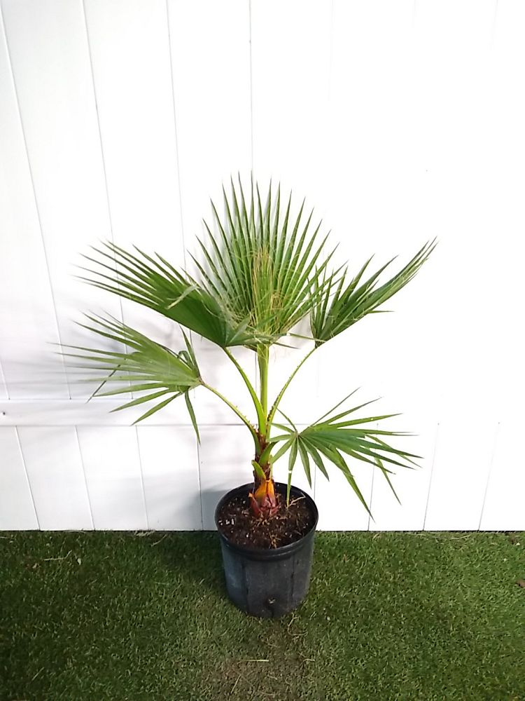 Order Washington Palm Online | Mexican Fan Palm Plant