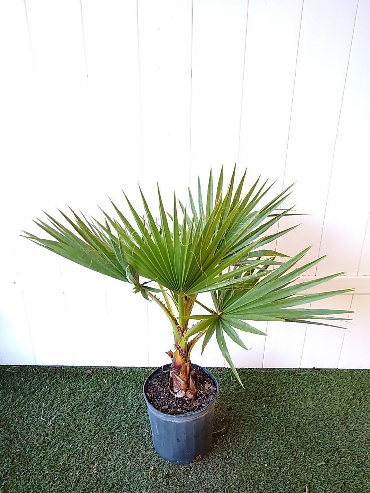 Order Washington Palm Online | Mexican Fan Palm Plant