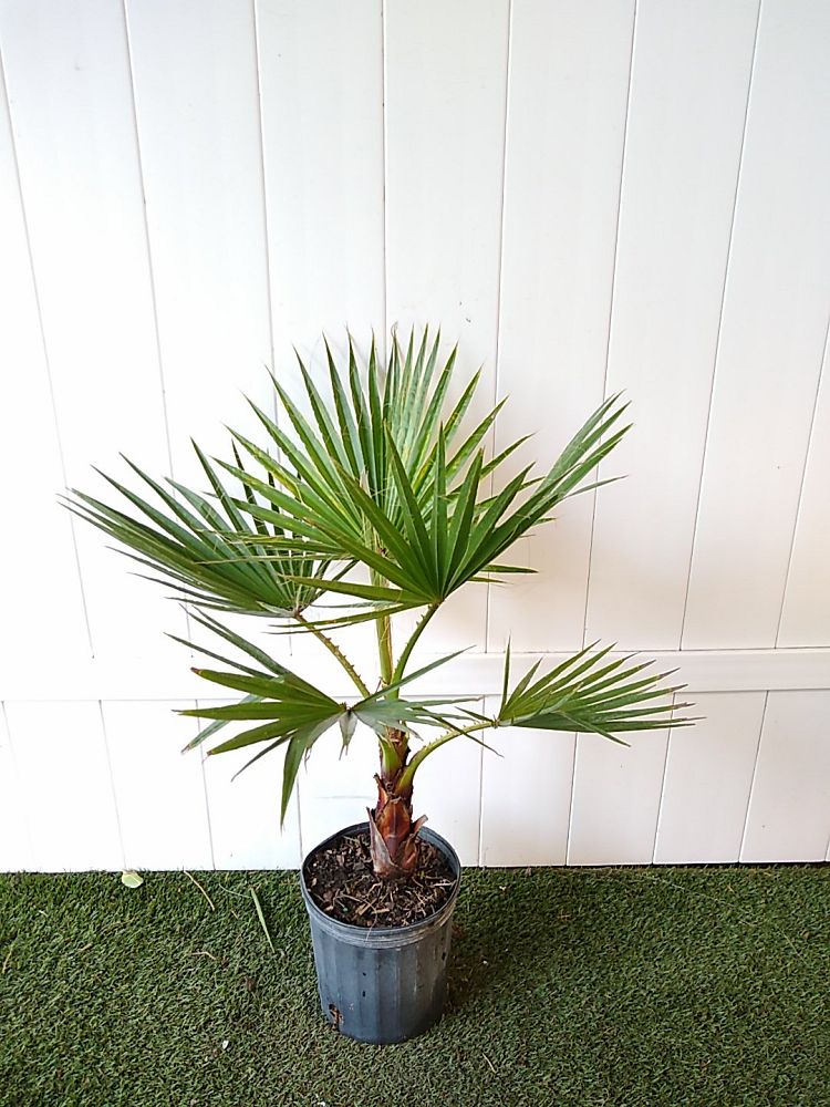 Order Washington Palm Online | Mexican Fan Palm Plant