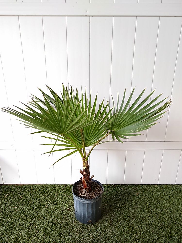 Order Washington Palm Online 