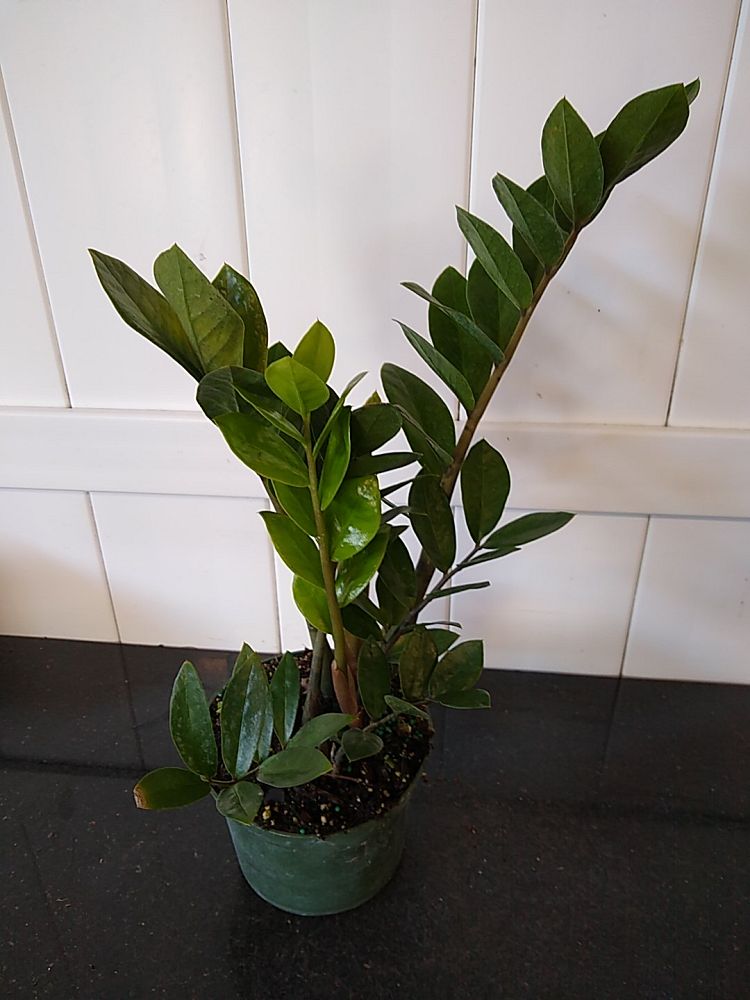 Buy Large ZZ Plant, Zamioculcas Zamiifolia Online | PlantVine