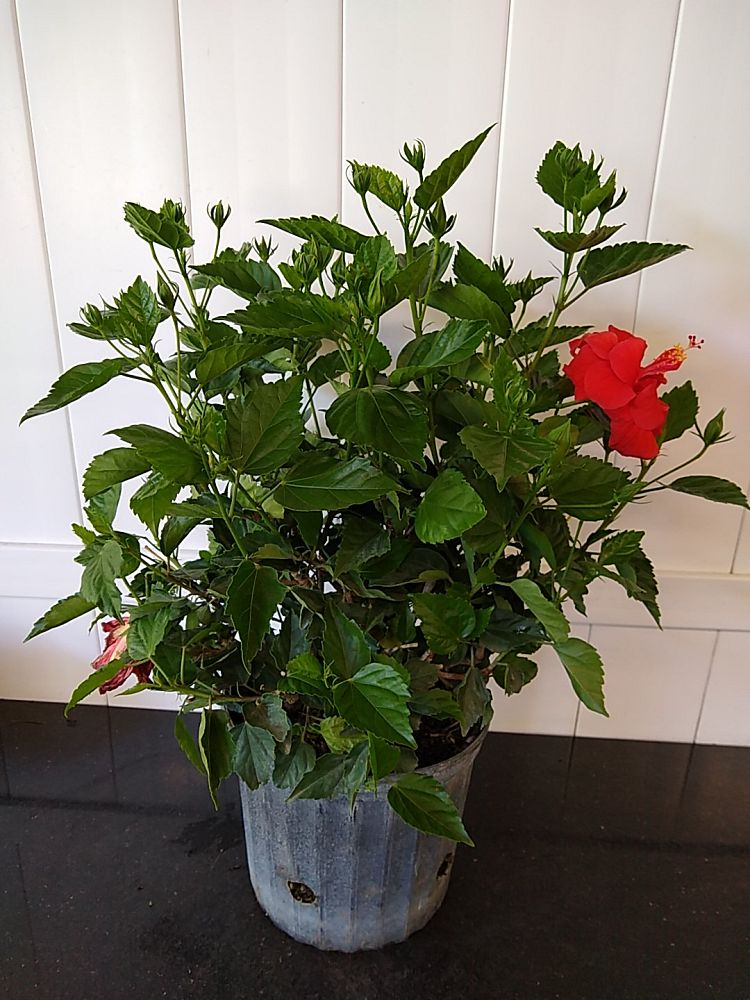 15+ Double Red Hibiscus Plant