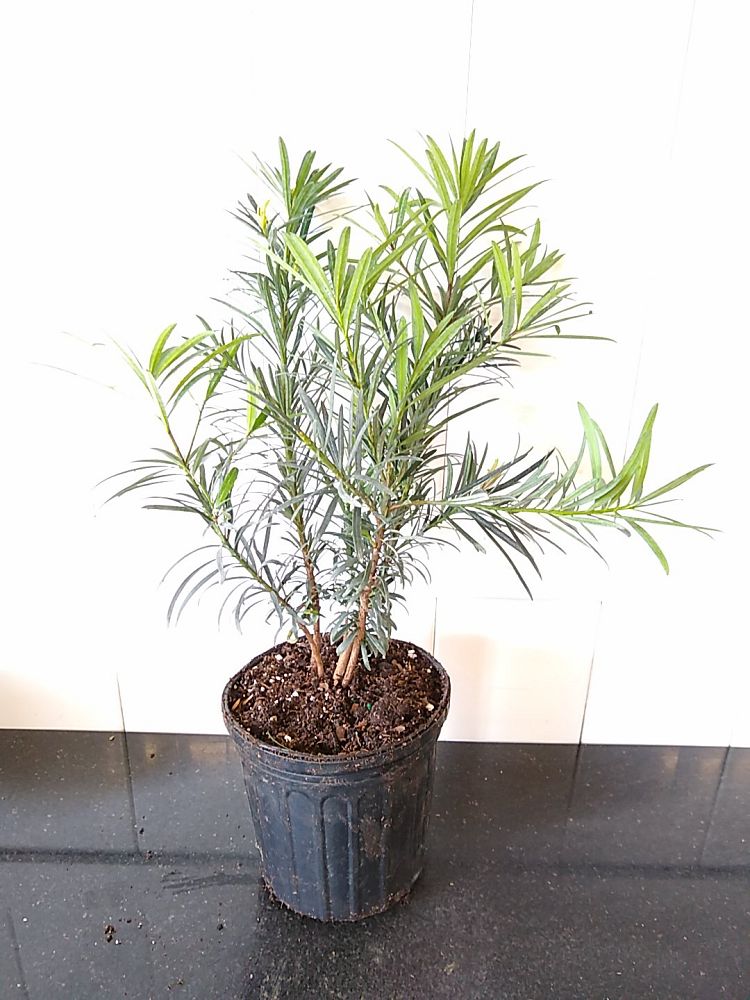 Podocarpus macrophyllus, Japanese Yew | PlantVine