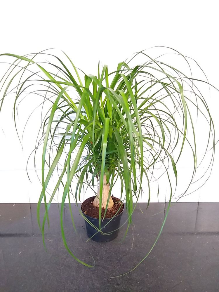Ponytail Palm | PlantVine