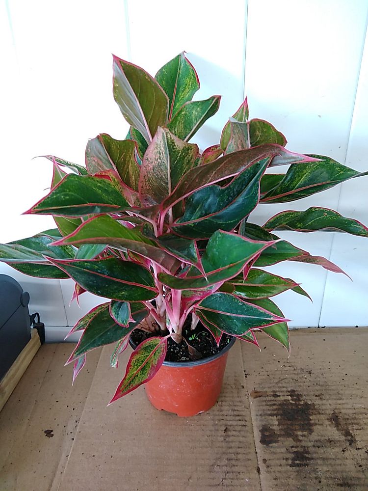 Buy Aglaonema  Siam  Aurora Aglaonema  Siam  Red  Free 