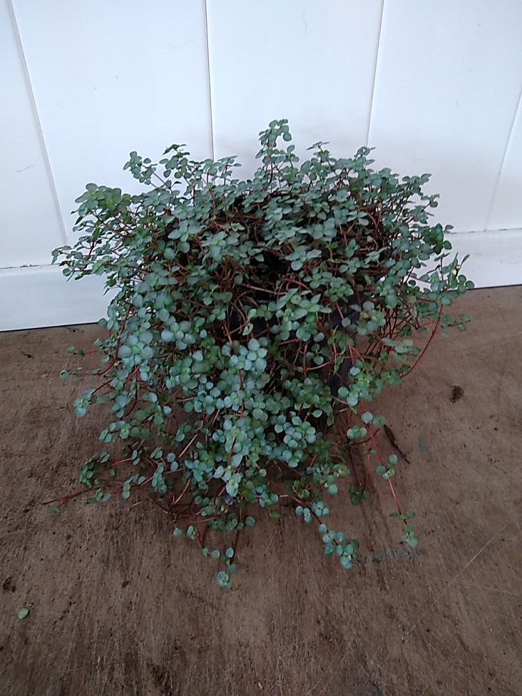 Red Stem Tears ( Pilea glaucophylla )