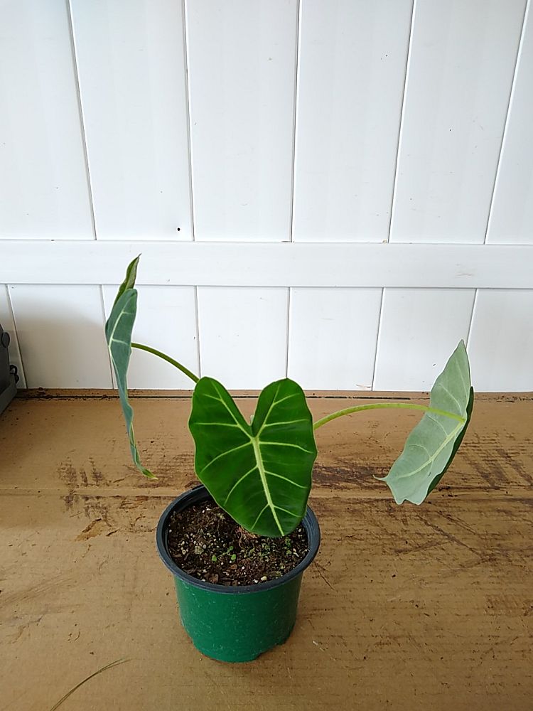 Alocasia Frydek, Green Velvet, Elephant Ear Houseplant, Online Delivery