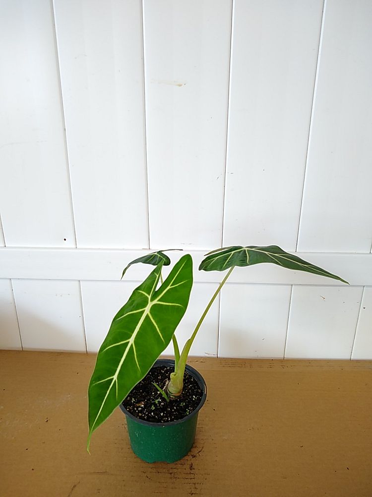 Alocasia Frydek, Green Velvet, Elephant Ear Houseplant, Online Delivery