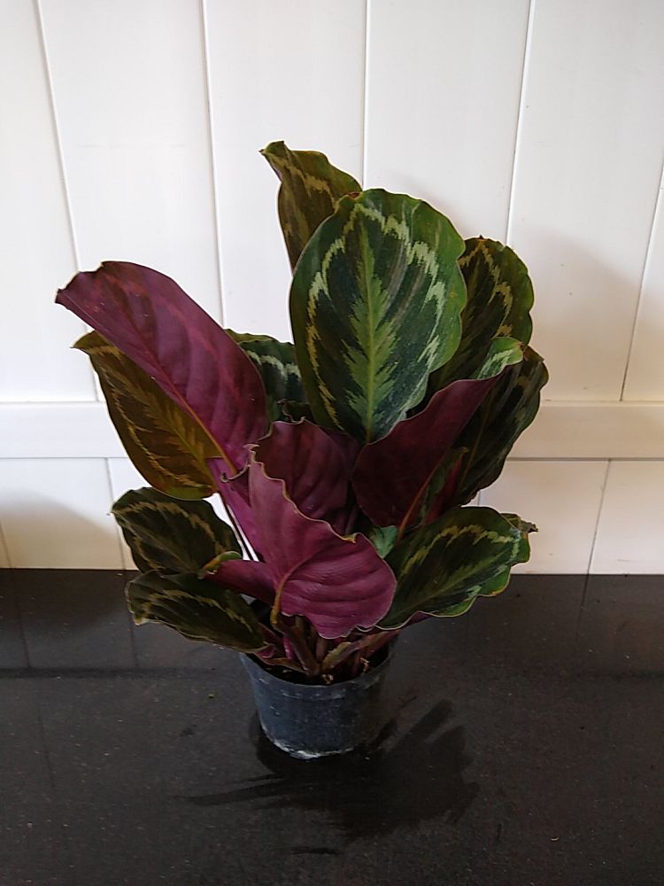 Medium Calathea 'Medallion' (Calathea roseopicta 'Medallion') – Rooted