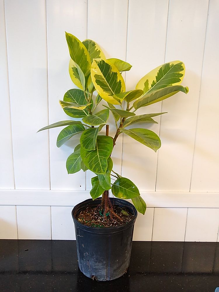 Ficus altissima, Council Tree | PlantVine