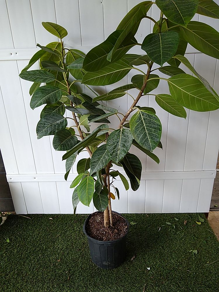 Ficus altissima | PlantVine