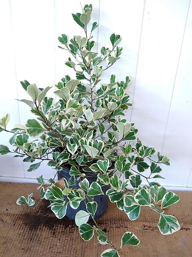 Ficus Triangularis Variegata | PlantVine