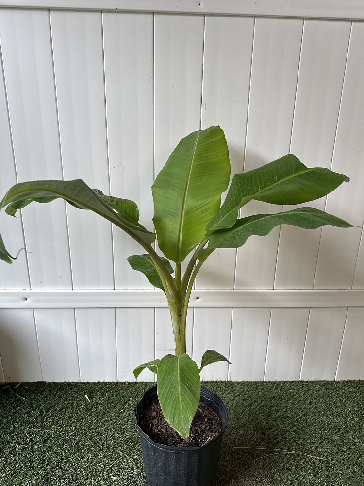 Musa acuminata ‘Ice Cream’, Banana ‘Blue Java’ | PlantVine