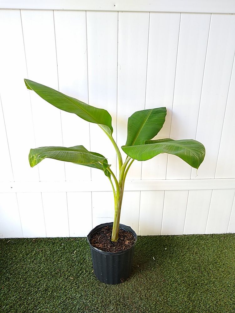 Musa Acuminata ‘ice Cream’, Banana ‘blue Java’ 