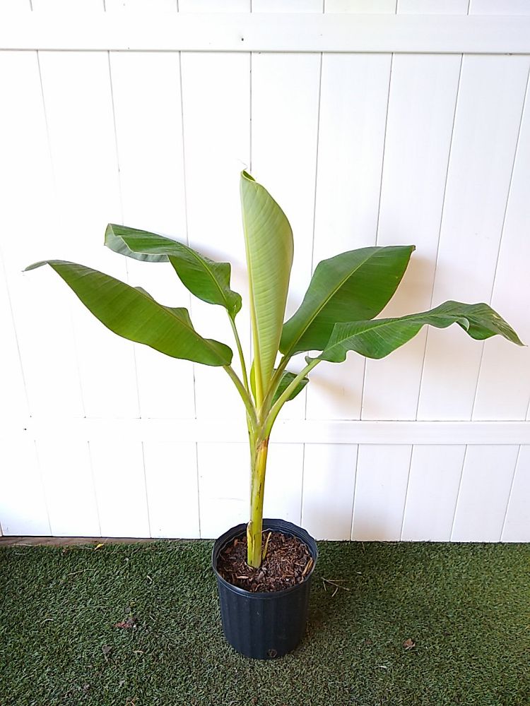 Musa acuminata ‘Ice Cream’, Banana ‘Blue Java’ | PlantVine