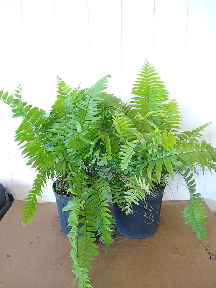 Buy Nephrolepis biserrata 'Macho', Giant Sword Fern, Macho Fern | Free ...