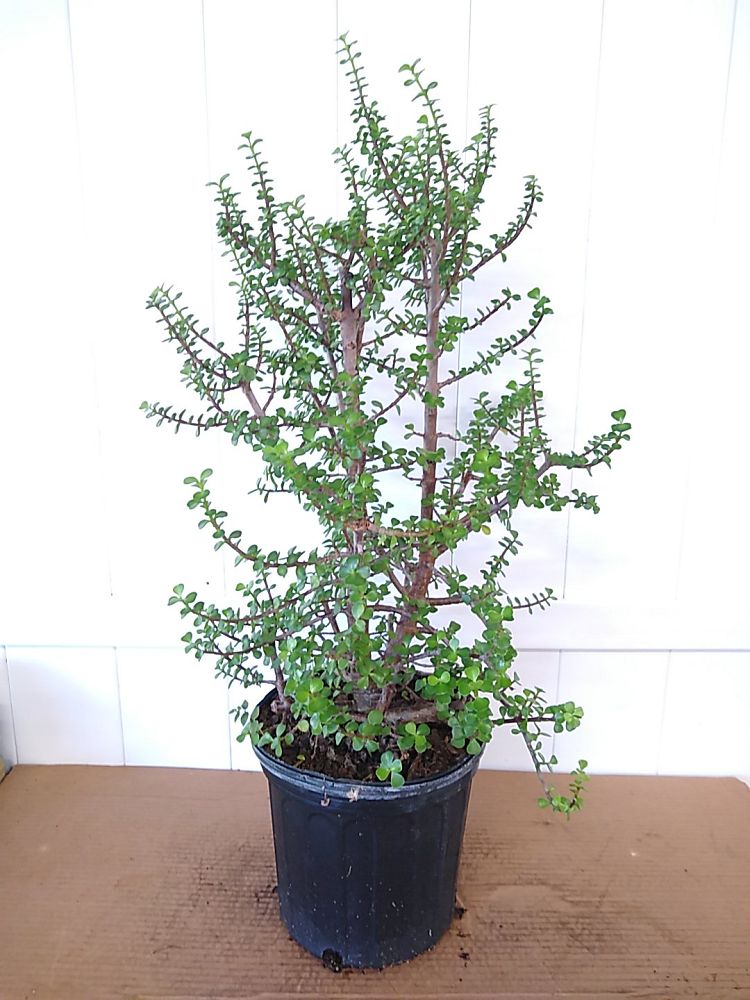 Buy Portulacaria afra 'Aurea', Dwarf Jade, Elephant Food, Elephant ...