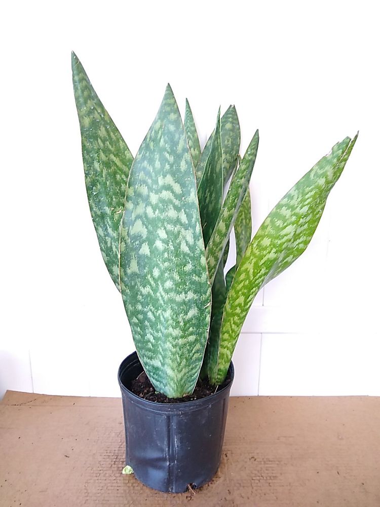 Buy Sansevieria trifasciata 'Jaboa', Snake Plant | Free Shipping over $100