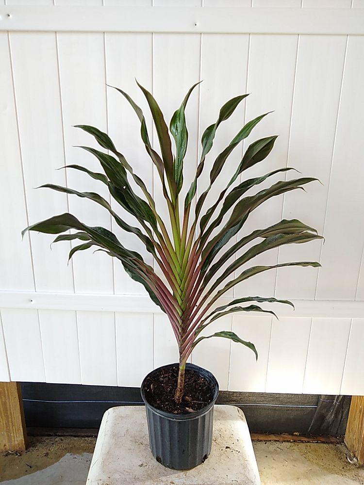 Cordyline fruticosa 'Singapore Twist', Ti Plant | PlantVine