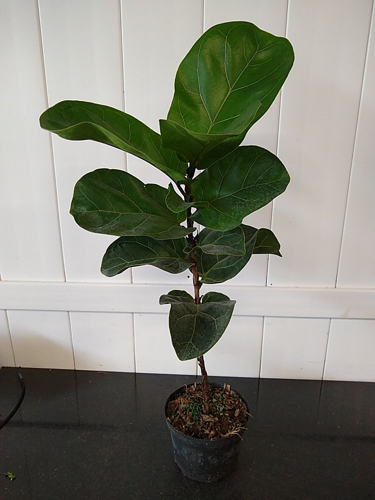 Dwarf Fiddle Leaf Fig | PlantVine