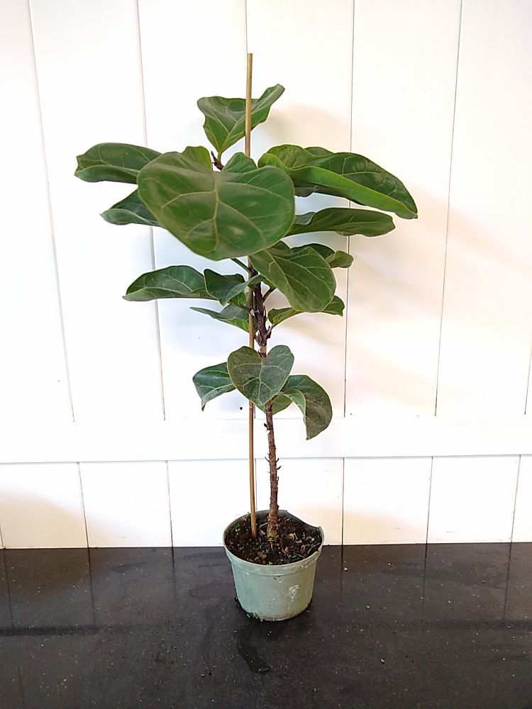 Dwarf Fiddle Leaf Fig | PlantVine