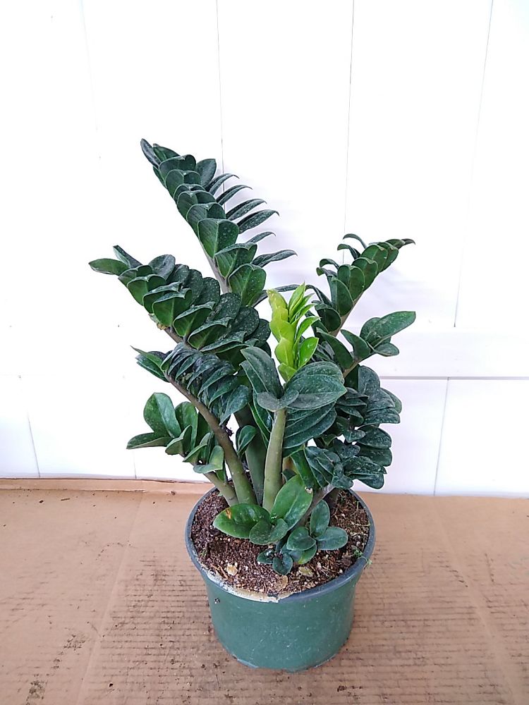 Buy Dwarf ZZ Plant, Zamioculcas zamiifolia 'Zenzi' | Free Shipping over ...