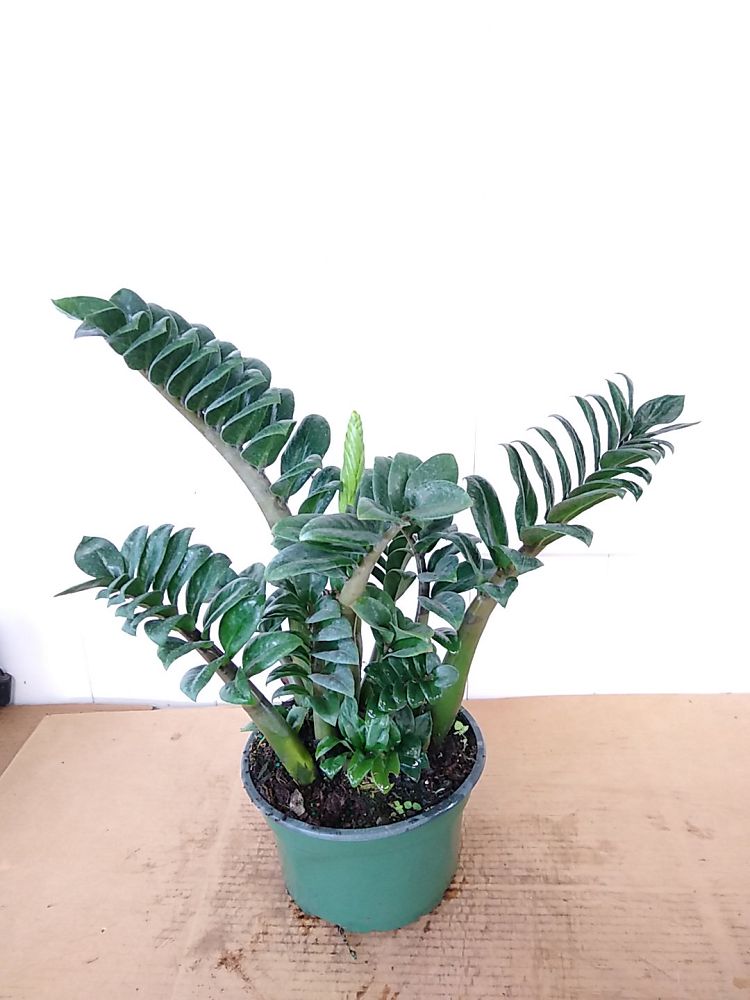 Buy Dwarf ZZ Plant, Zamioculcas zamiifolia 'Zenzi' | Free Shipping over ...