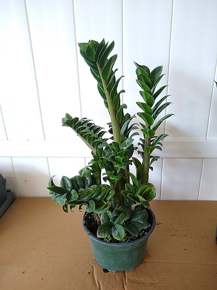 Buy Dwarf ZZ Plant, Zamioculcas zamiifolia 'Zenzi' | Free Shipping over ...